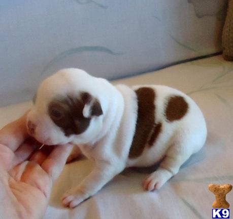 Puppies in OK